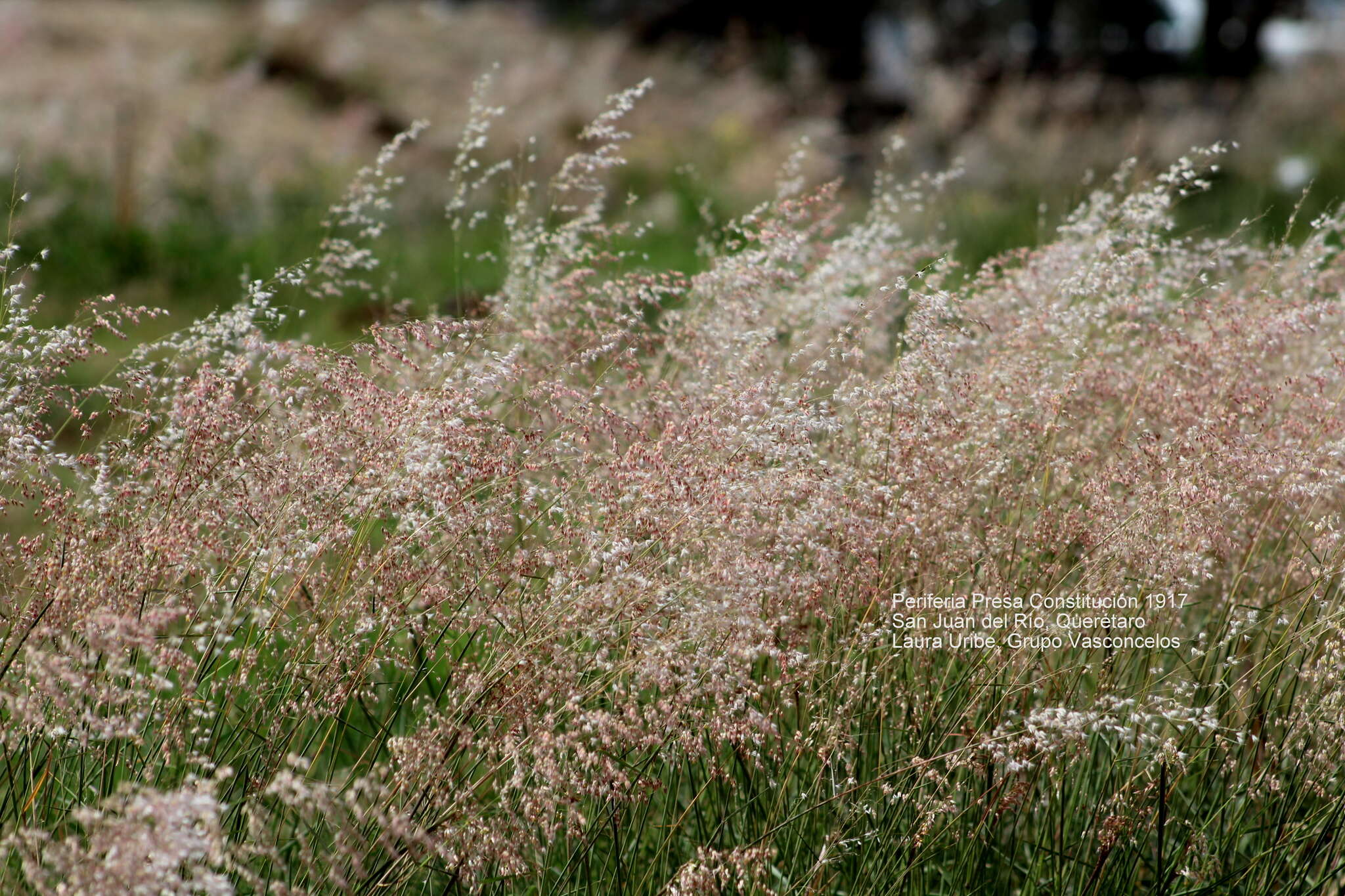 Image of Creeping Molasses Grass