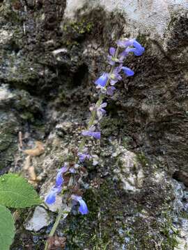 Image of Salvia compsostachys Epling