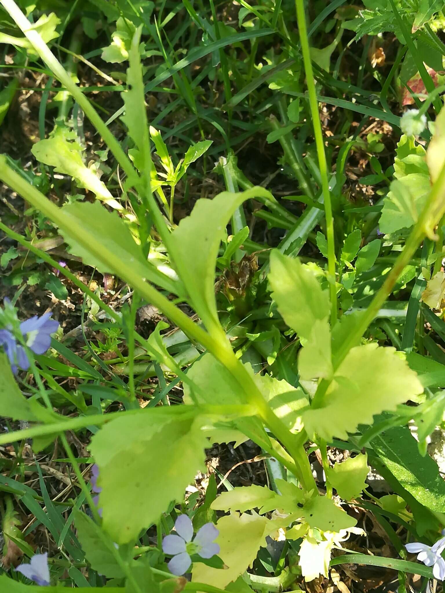 Image of Berlandier's Lobelia