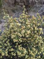 Image de Ozothamnus scutellifolius Hook. fil.