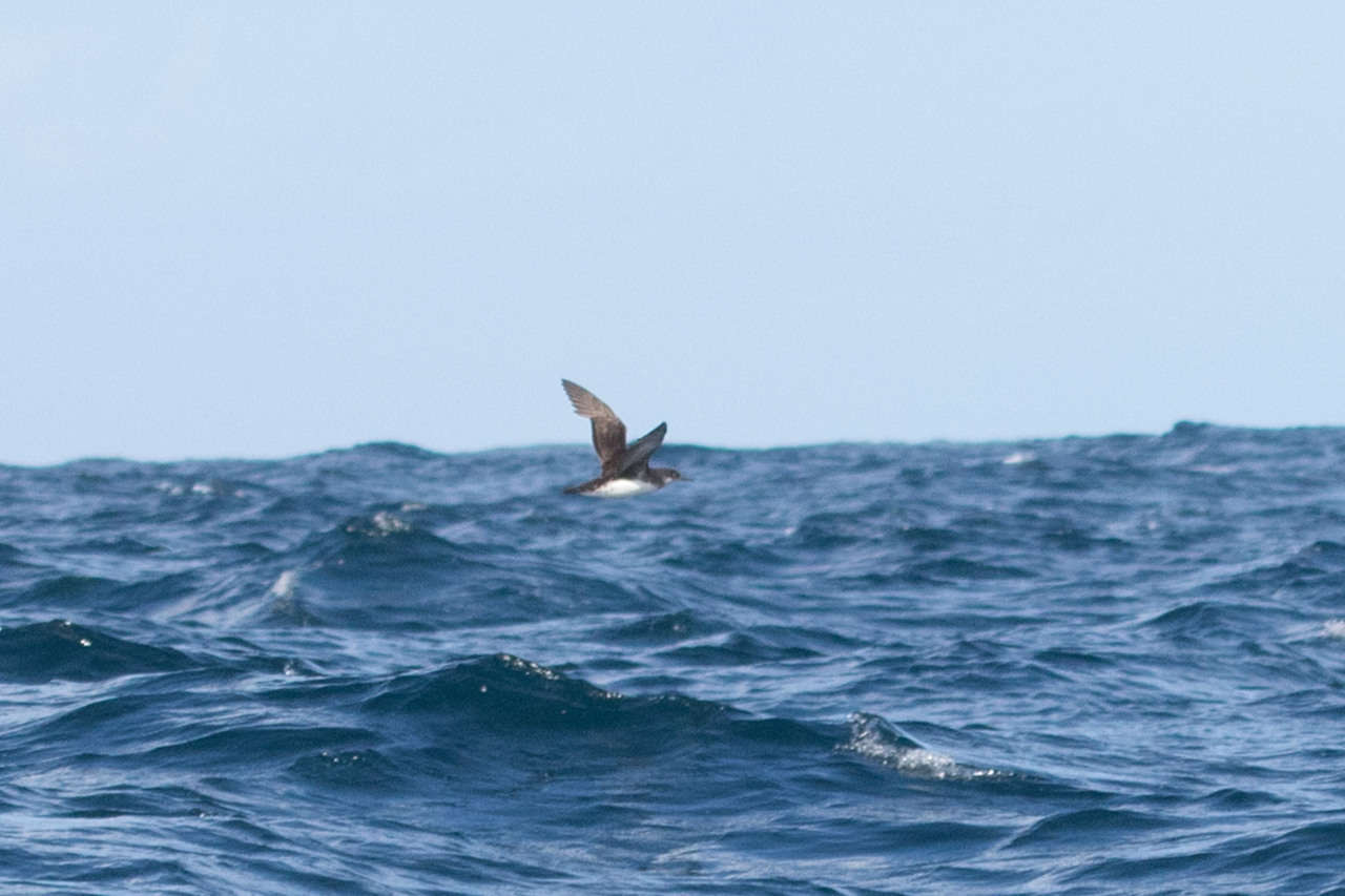 Image of Hutton's Shearwater