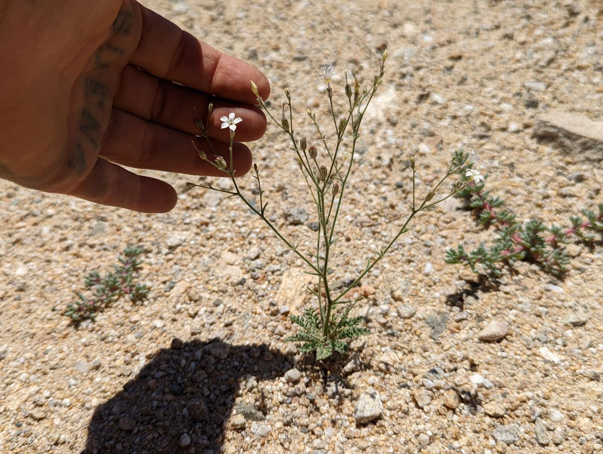 Image of desert pale gilia