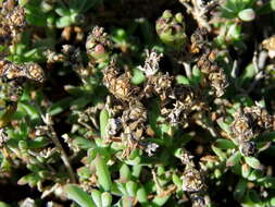 Image of Delosperma ornatulum N. E. Br. ex Stapf