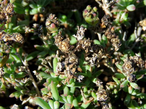 صورة Delosperma ornatulum N. E. Br. ex Stapf