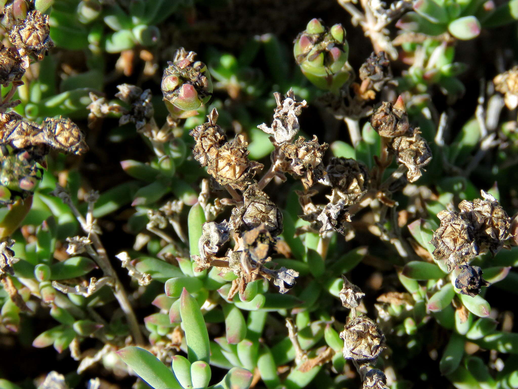 Image of Delosperma ornatulum N. E. Br. ex Stapf