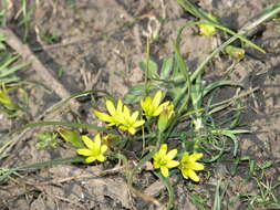 Image of Gagea pusilla (F. W. Schmidt) Sweet