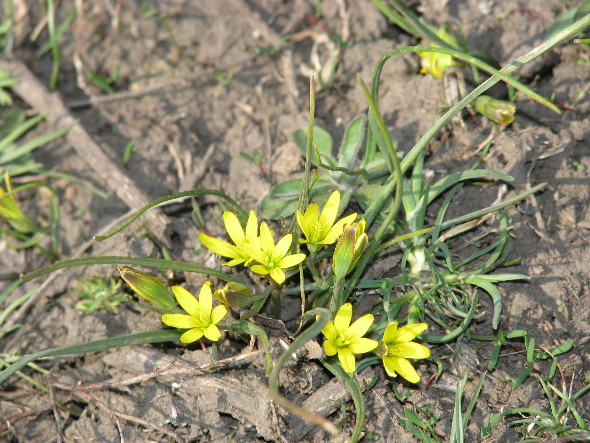 Image of Gagea pusilla (F. W. Schmidt) Sweet