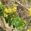 Image of Galphimia floribunda C. E. Anderson