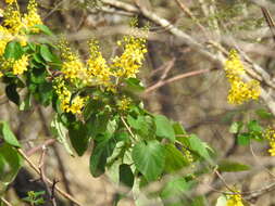 Image of Galphimia floribunda C. E. Anderson