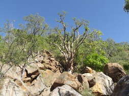 Image of elephant tree