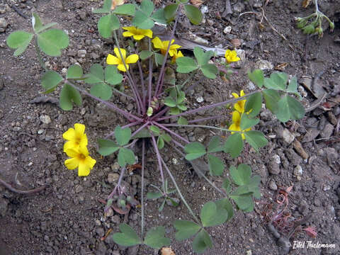 صورة Oxalis valdiviensis Barn.