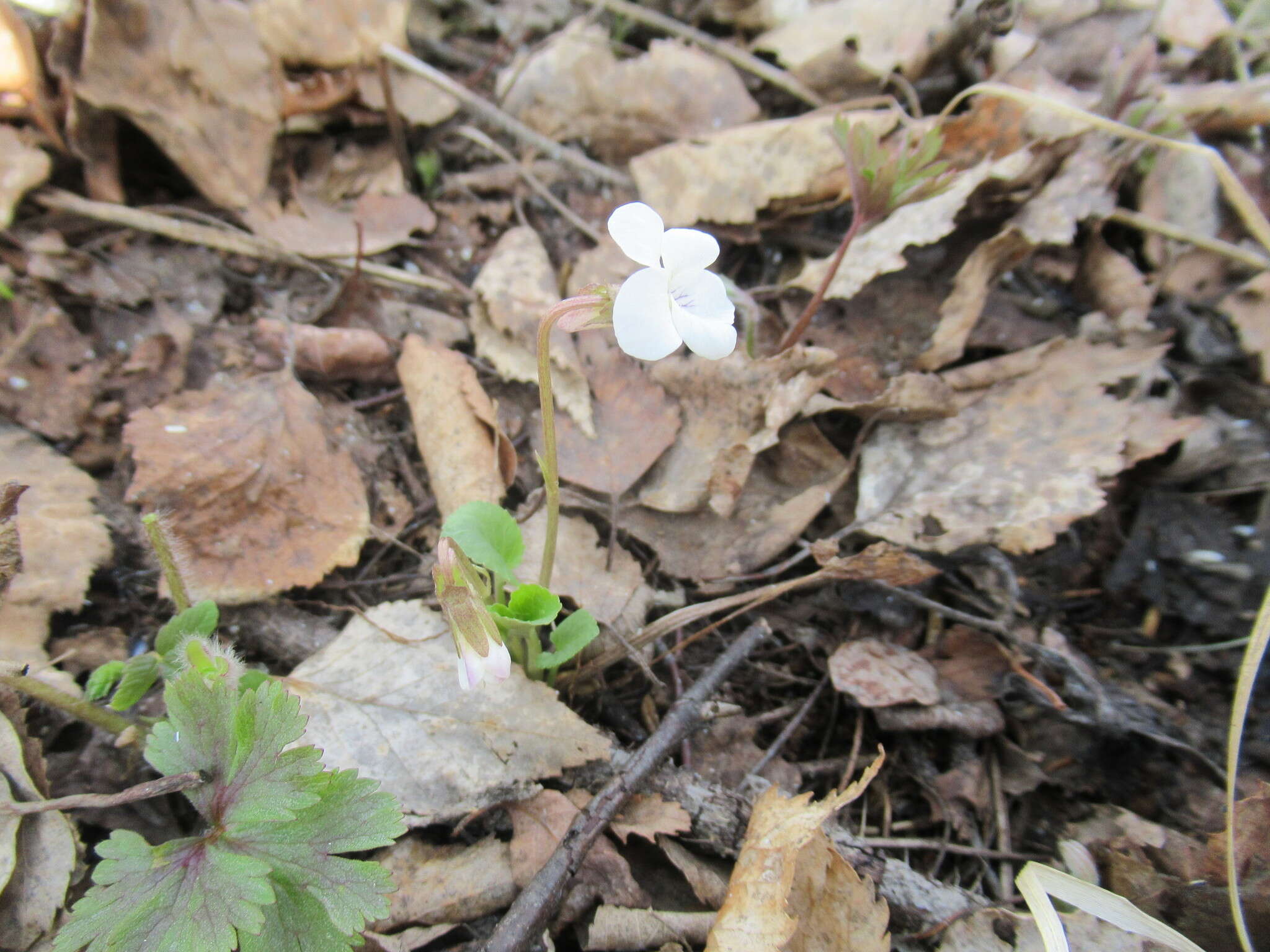 Image of Viola alexandrowiana (W. Beck.) Juz.