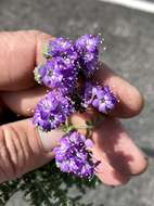 Image of Pope's phacelia