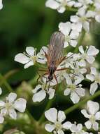 Image of Empis trigramma Wiedemann 1822