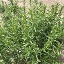 Image of pepperweed