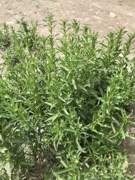 Lepidium apetalum Willd. resmi