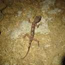 Image of Illingworth's Gecko