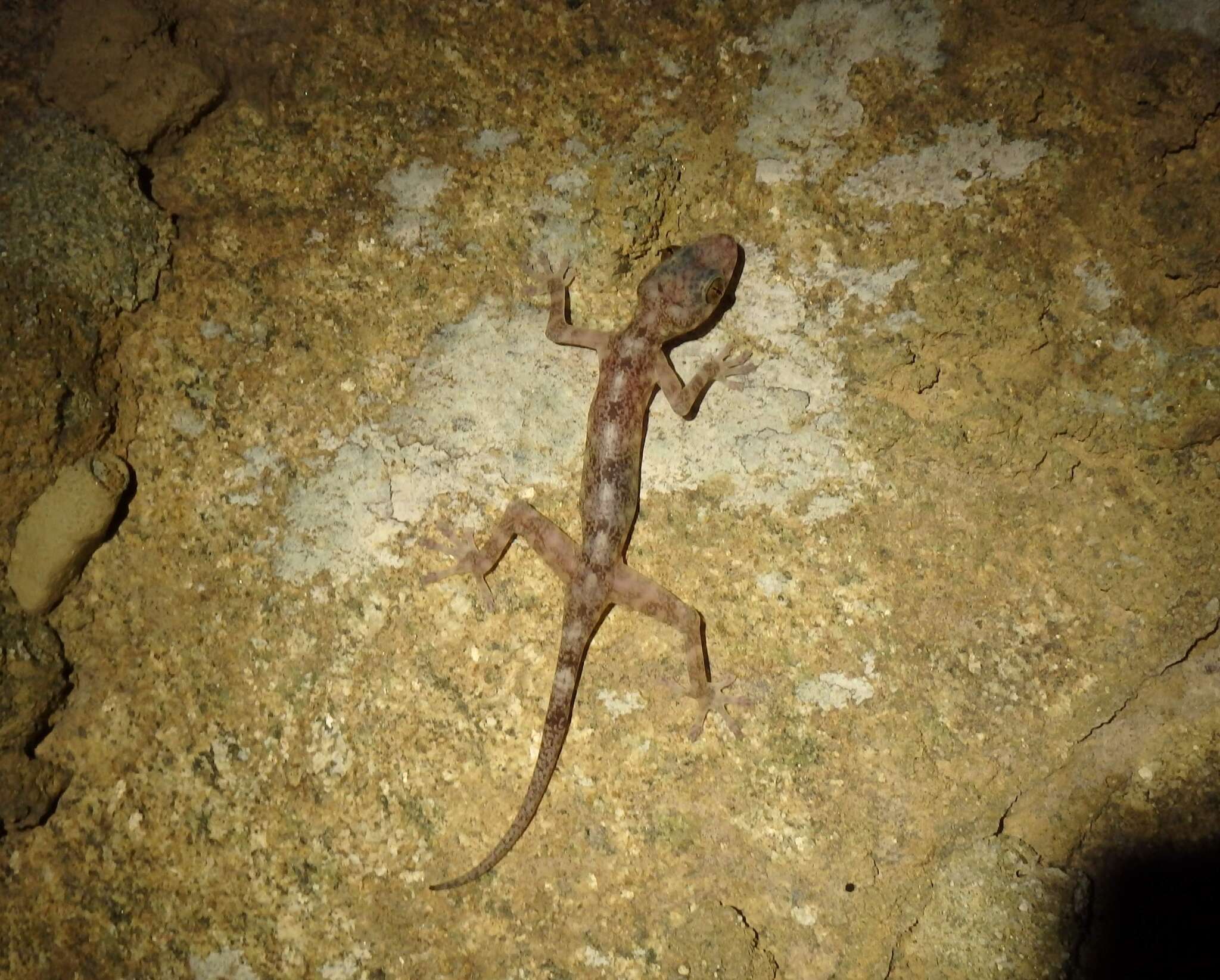 Image of Illingworth's Gecko