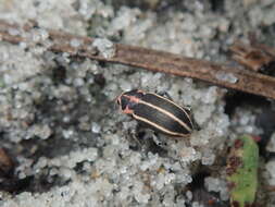 Image of Eudiagogus maryae Warner 1979