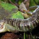 Image of Brilliant Arboreal Alligator Lizard