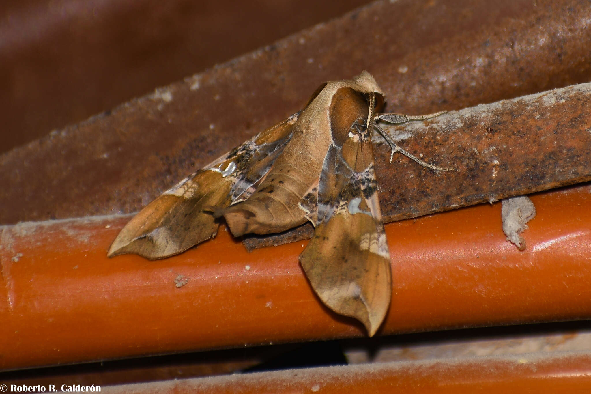 Image of Callionima falcifera (Gehlen 1943)