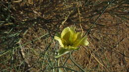 Image of Desert Broom