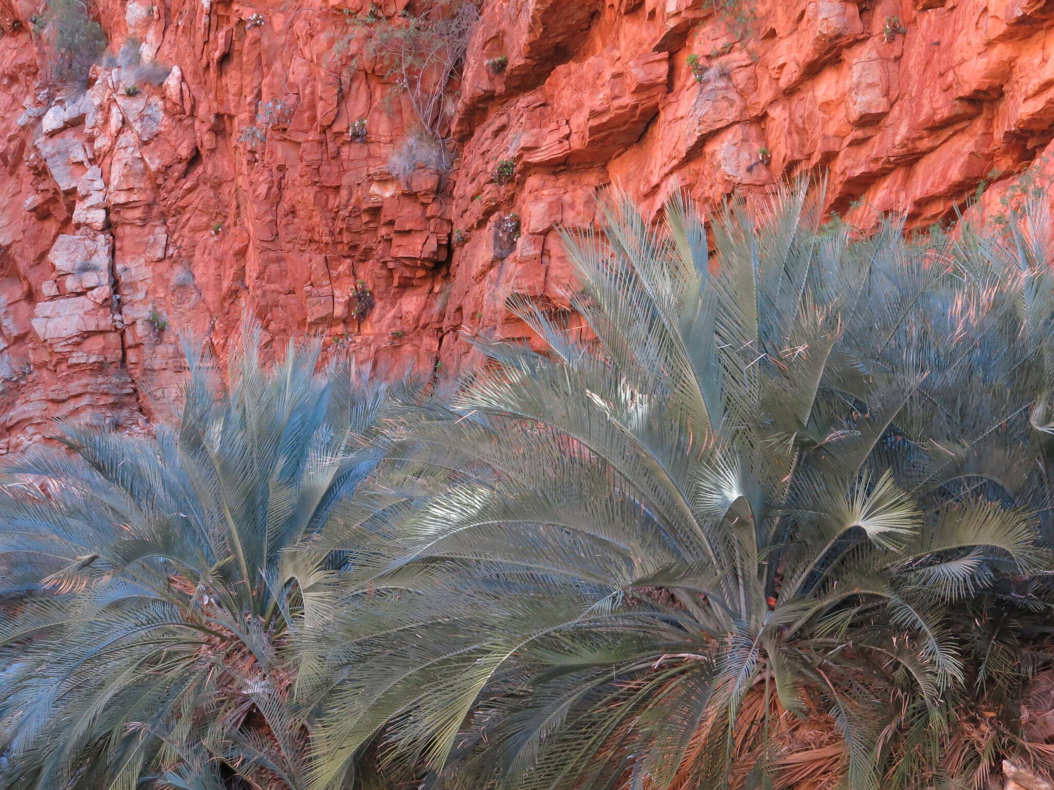 Image of Macrozamia macdonnellii (F. Muell. ex Miq.) A. DC.