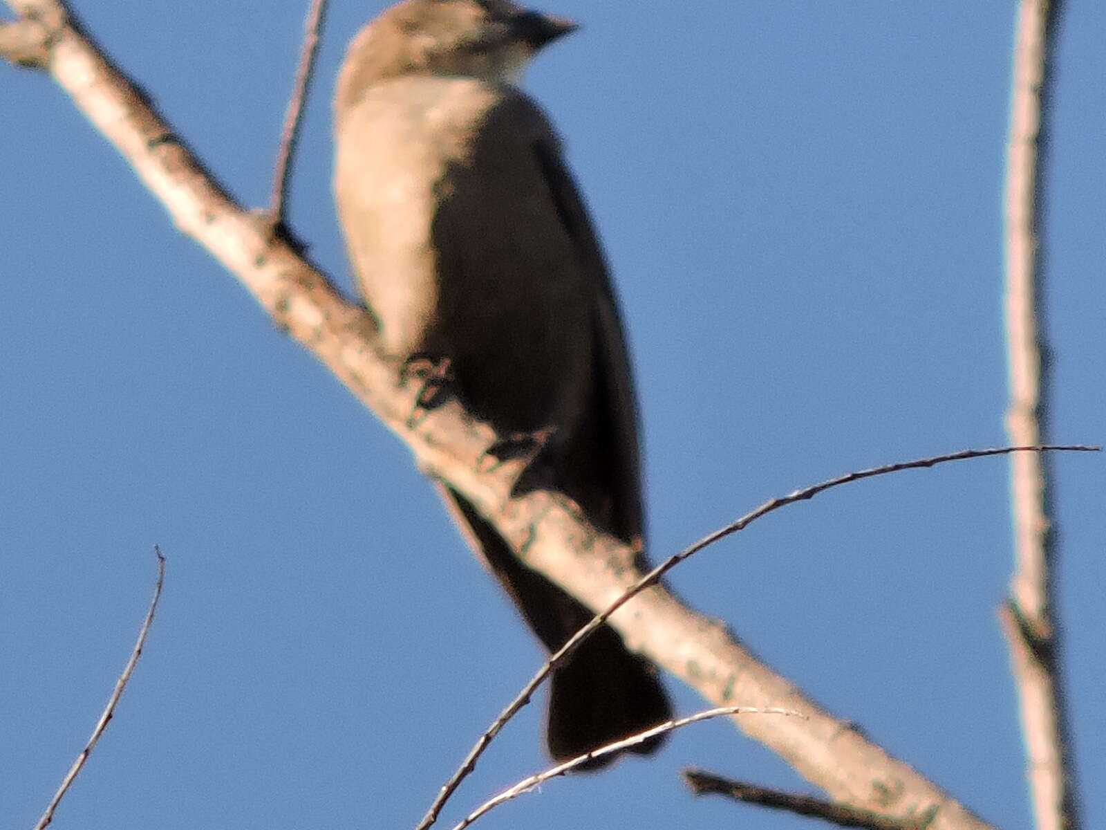 Image of Brown-headed Cowbird