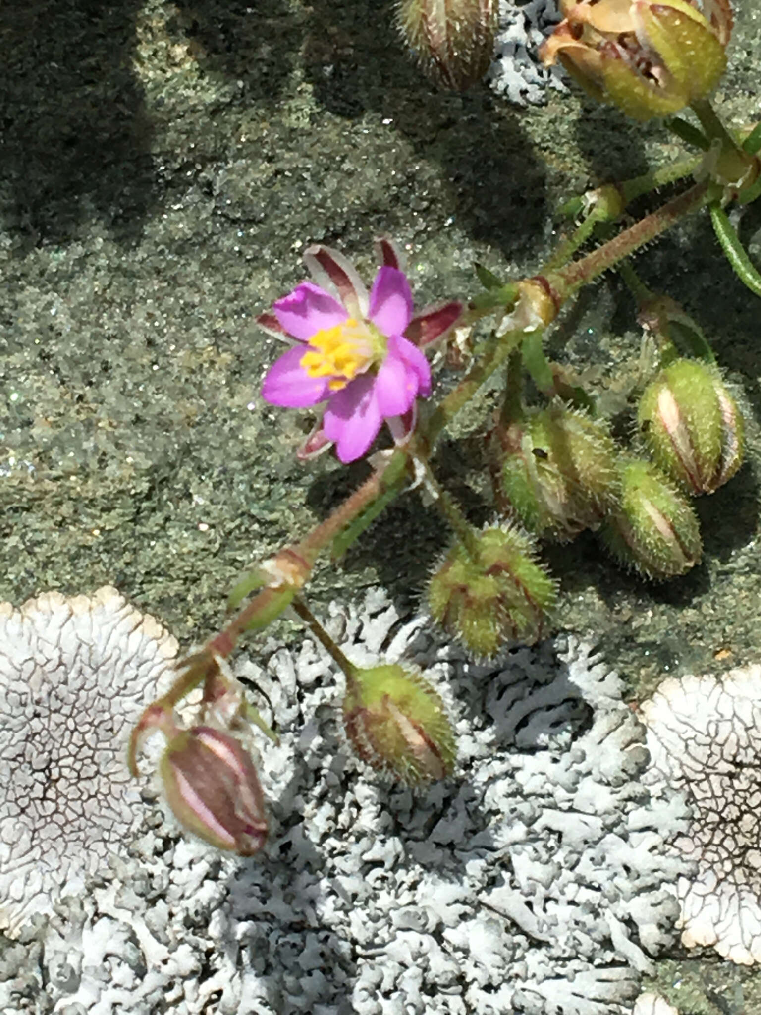Image of Spergularia rubra (L.) J. Presl & C. Presl