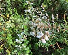 صورة Pycnanthemum floridanum E. Grant & Epling