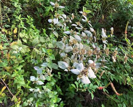 Image of Florida Mountain-Mint