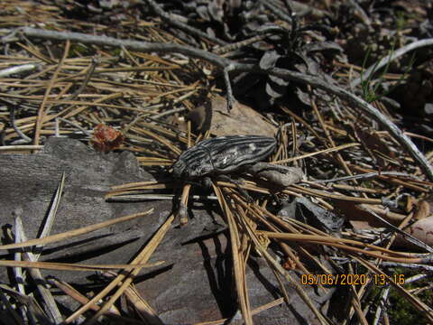 Image of Flatheaded Pine Borer