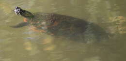 Image of American Red-bellied Turtle