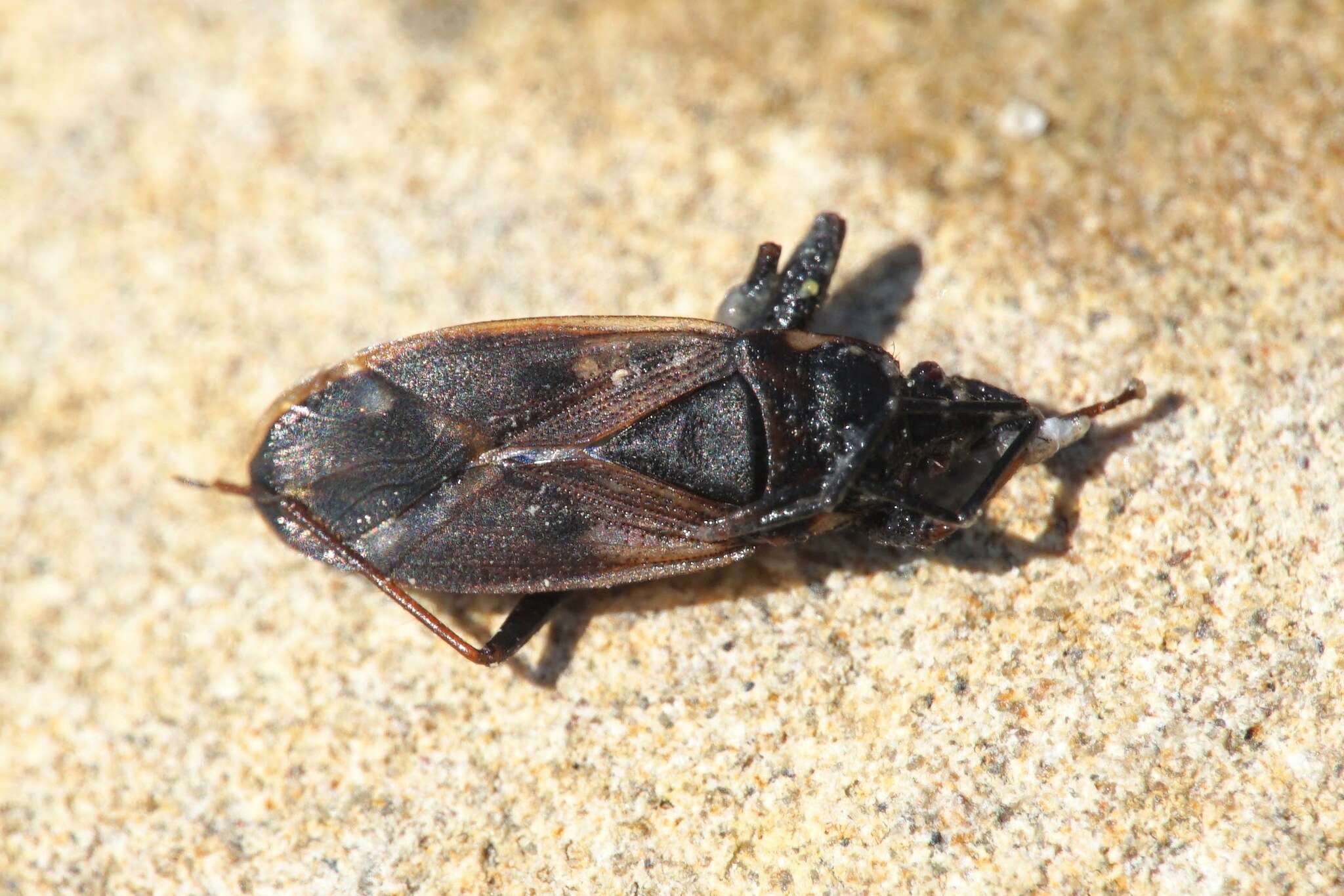 صورة Eremocoris fenestratus (Herrich-Schaeffer 1839)