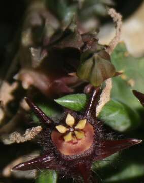 Image de Ceropegia caespitosa subsp. vestita (Meve) Bruyns