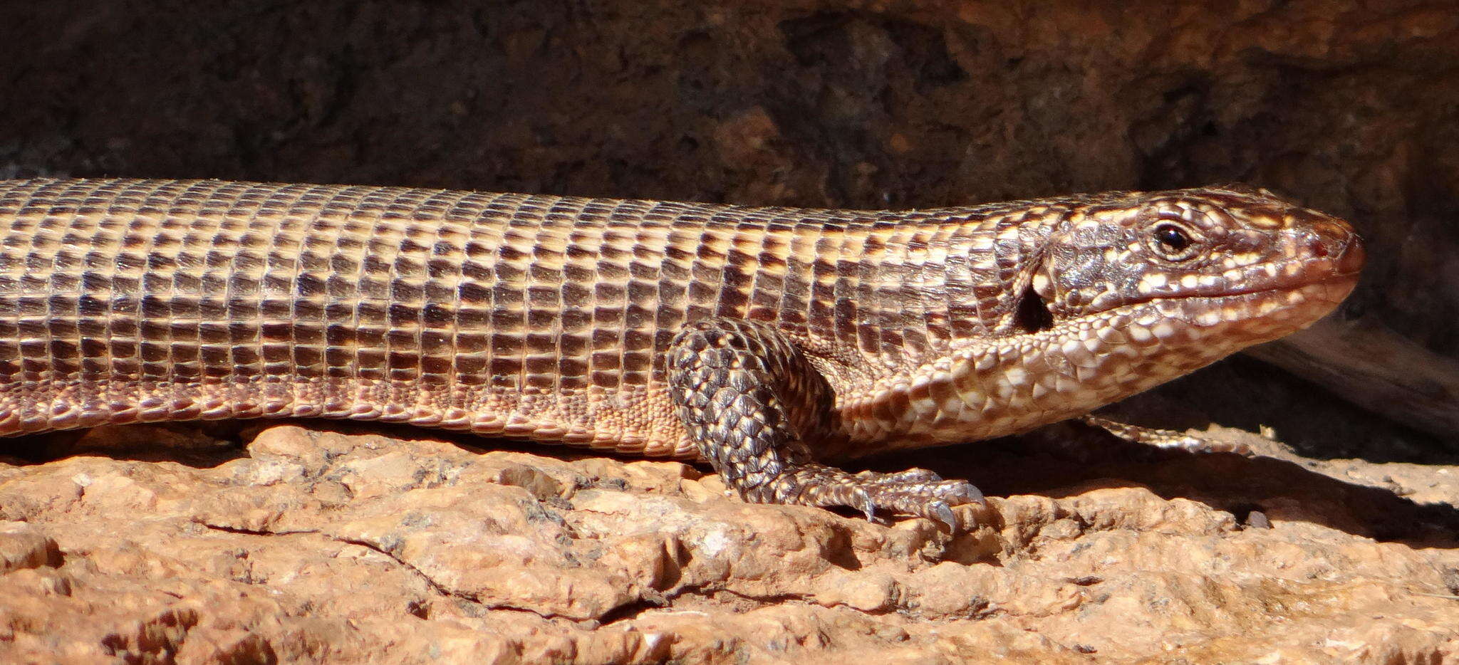 Image of Matobosaurus maltzahni (De Grys 1938)