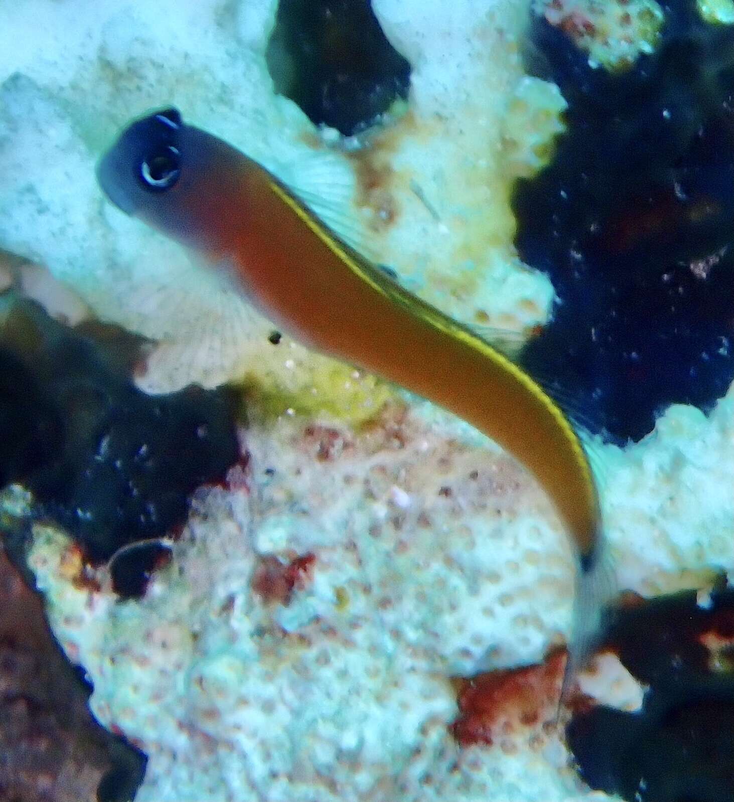 Image of Aron's Blenny