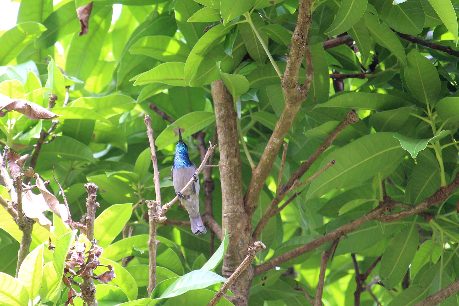 Image of Green-headed Sunbird