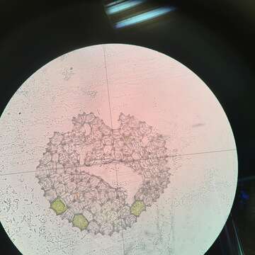 Image of Pediastrum angulosum