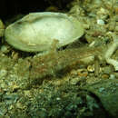 Image of Nesogobius greeni Hoese & Larson 2006