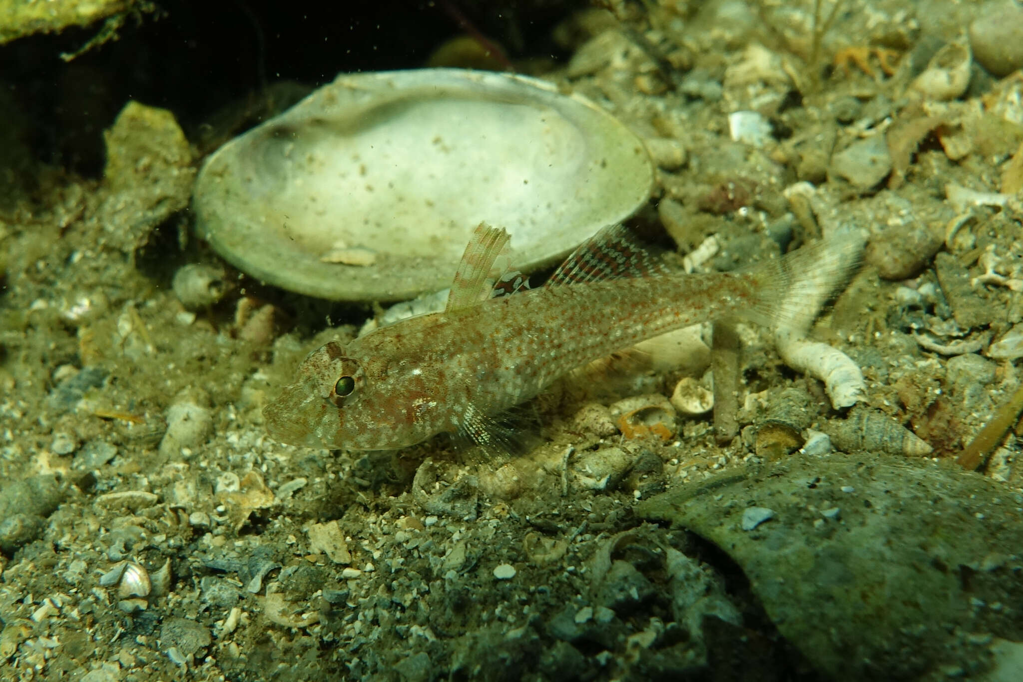 Image of Nesogobius greeni Hoese & Larson 2006