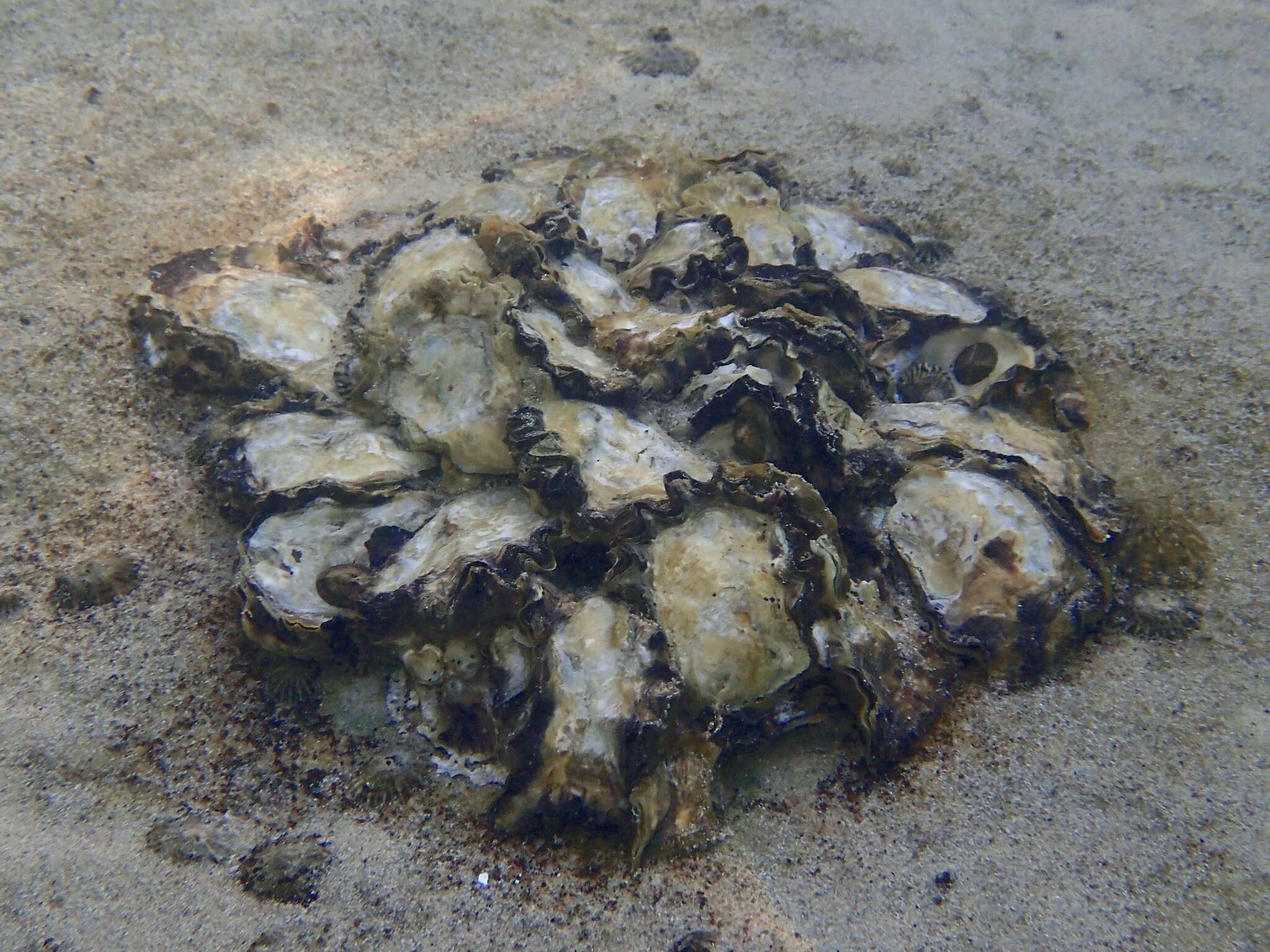 Image of Sydney rock oyster