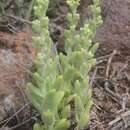 Image of Sedum glabrum (Rose) Praeger