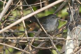 Image of Mato Grosso Antbird