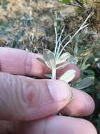 Image of Olearia moschata Hook. fil.