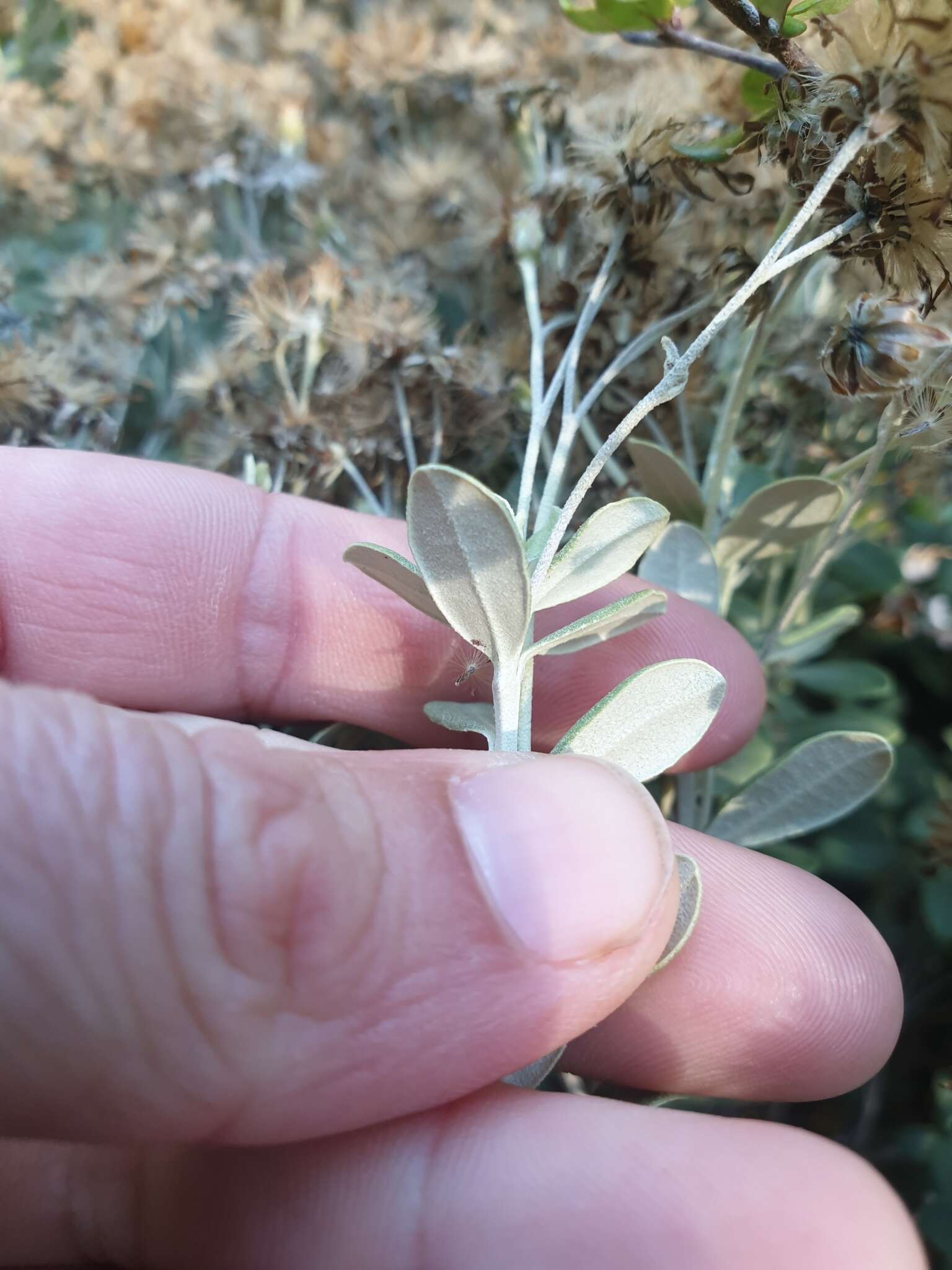 Olearia moschata Hook. fil. resmi