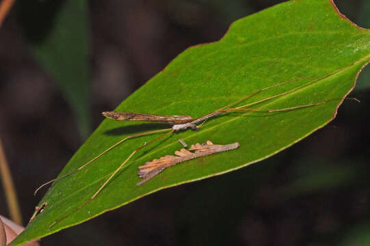 Image of Austrolimnophila (Austrolimnophila) antiqua (Skuse 1890)