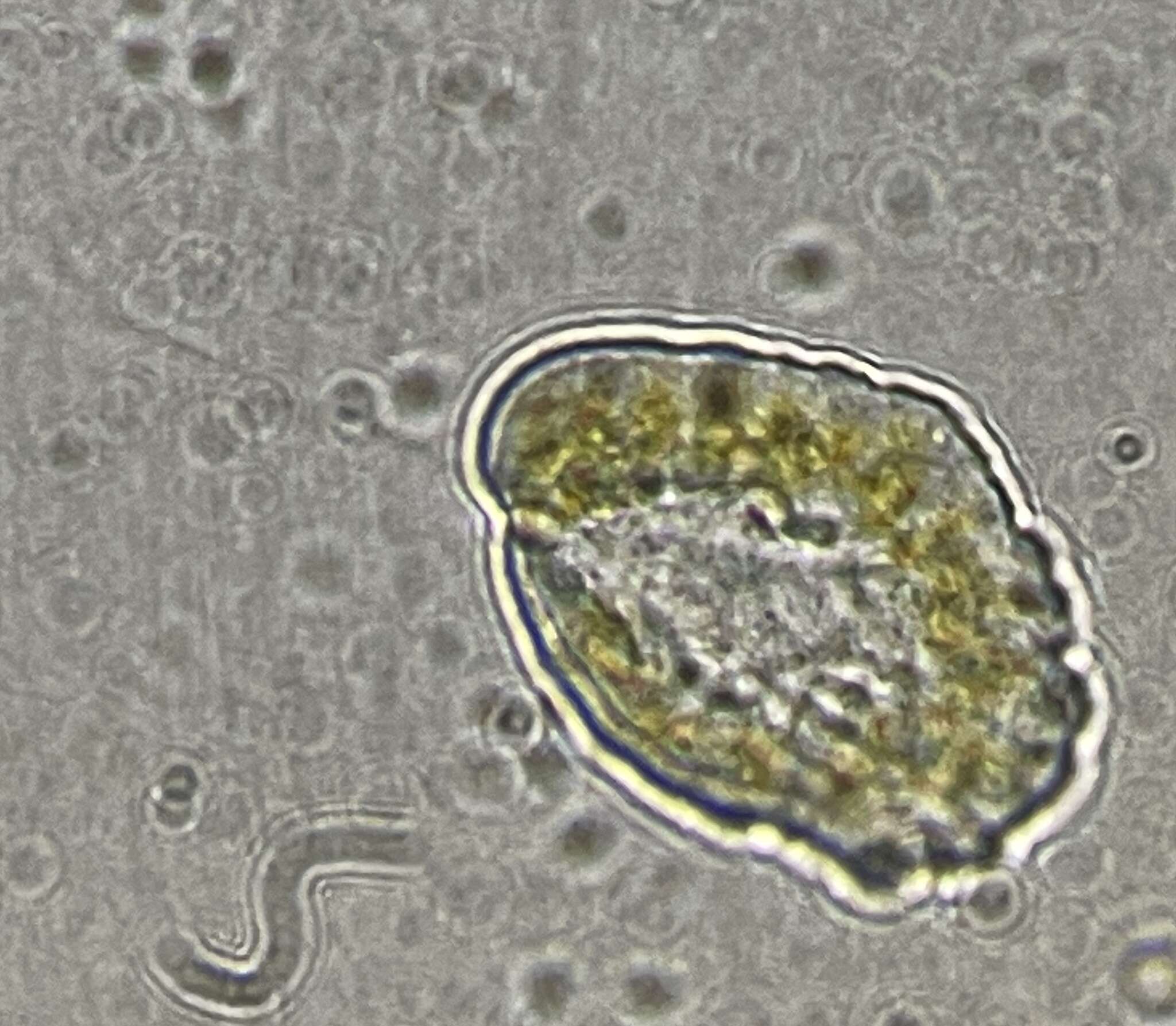 Plancia ëd Heterosigma