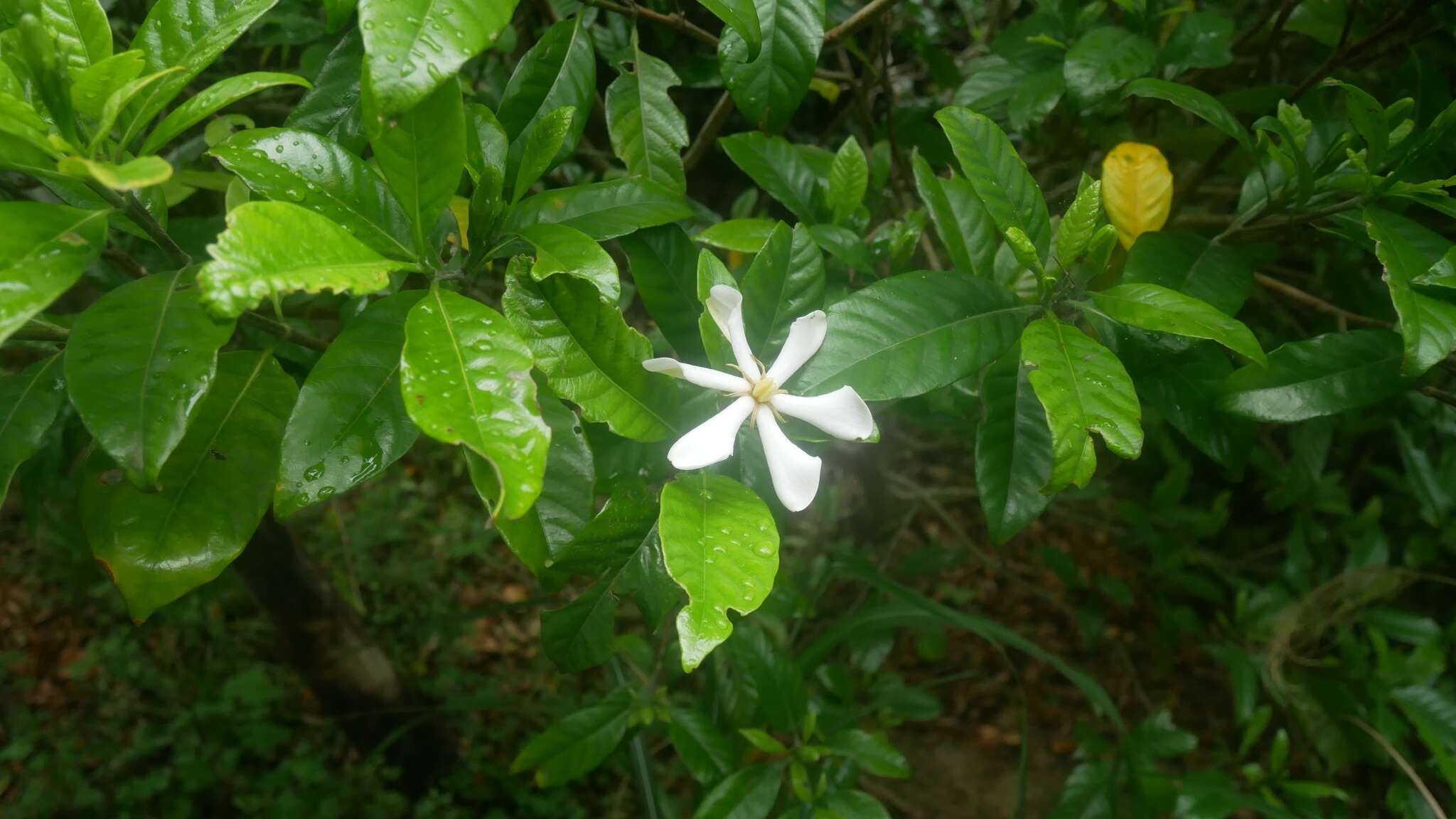 Image of Cape jasmine