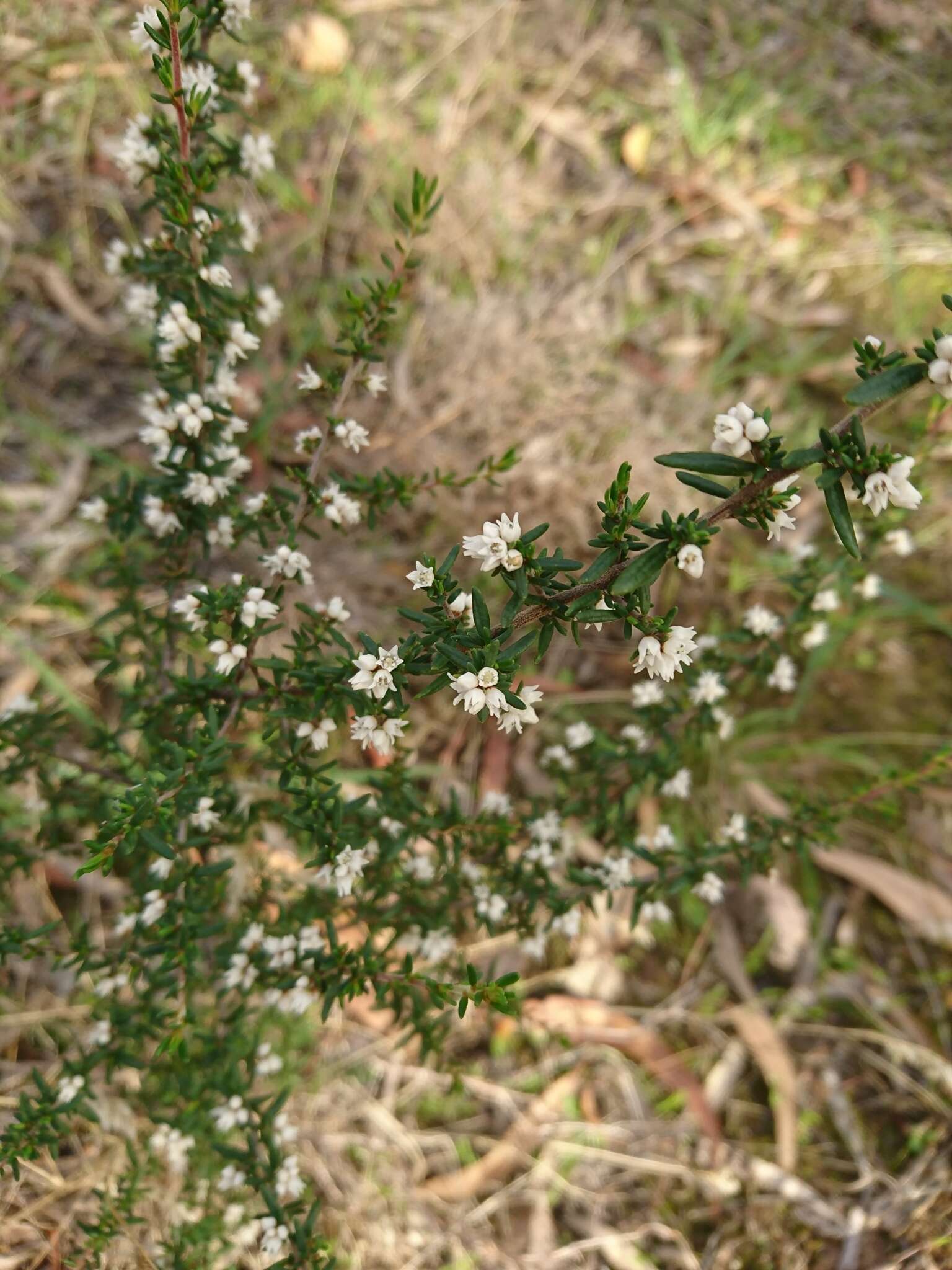 Image of Cryptandra tomentosa Lindl.